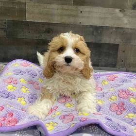 Cavapoo