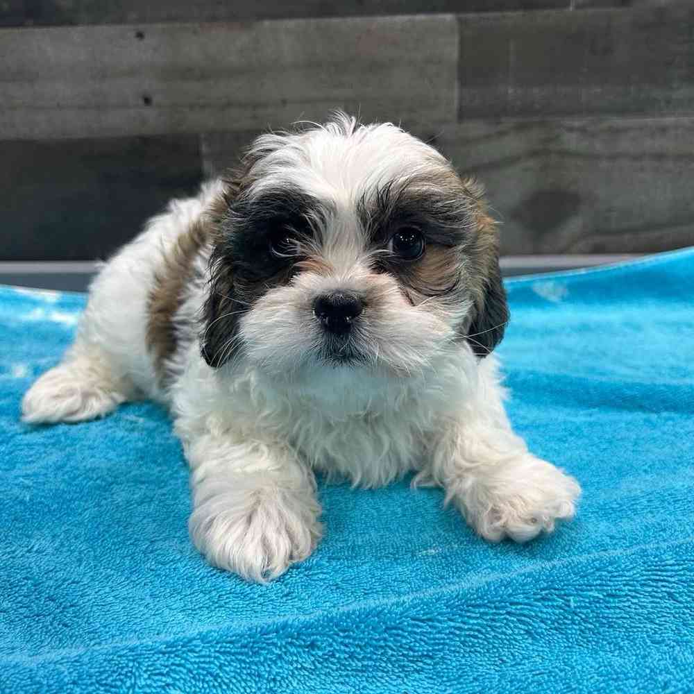 pet breed image