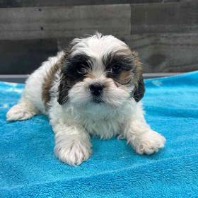 Shichon