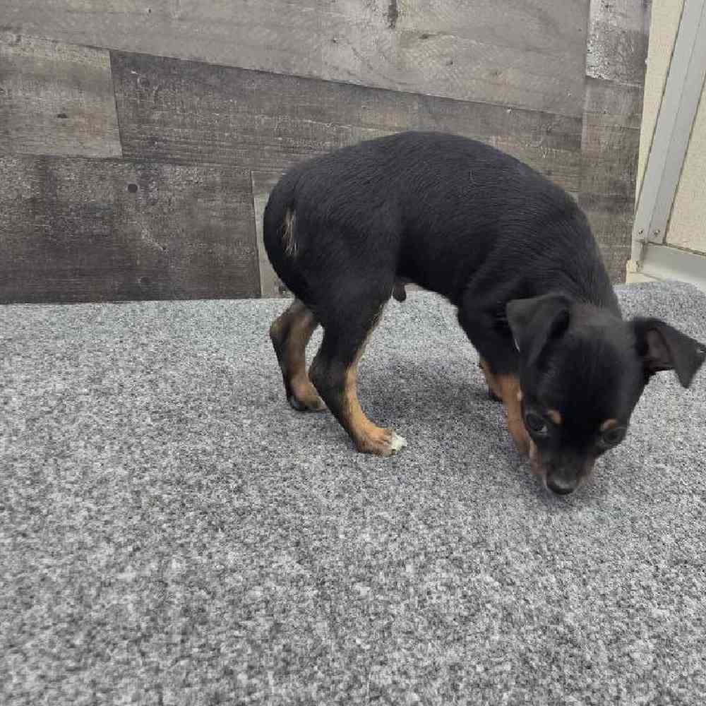 Male Chihuahua Puppy for Sale in Troy, MI