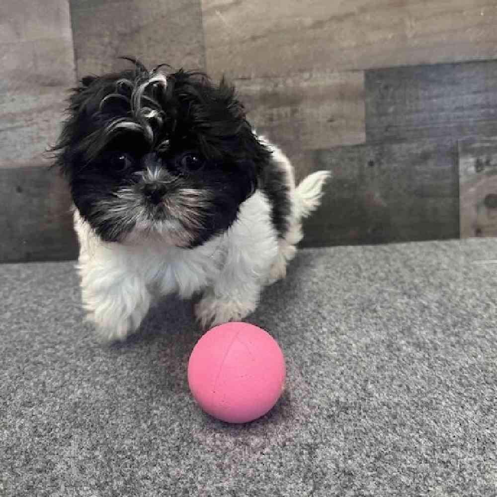 Female Shih Tzu Puppy for Sale in Troy, MI