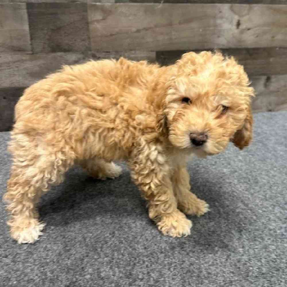 Male Mini Poodle Puppy for Sale in Troy, MI
