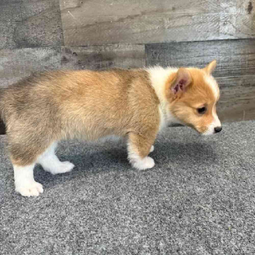 Female Pembroke Welsh Corgi Puppy for Sale in Troy, MI