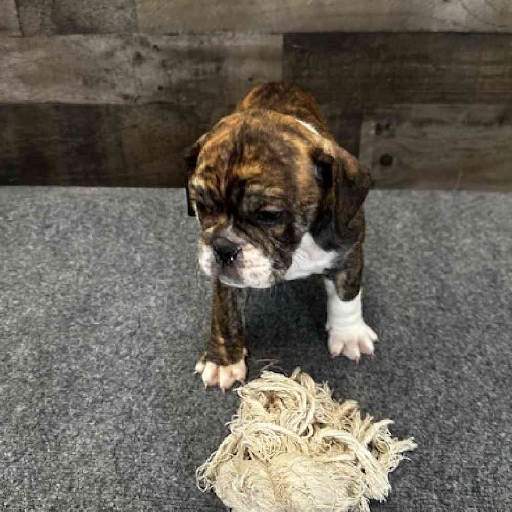 Female Bulldoggle Puppy for Sale in Troy, MI