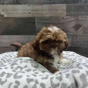 Shih Tzu