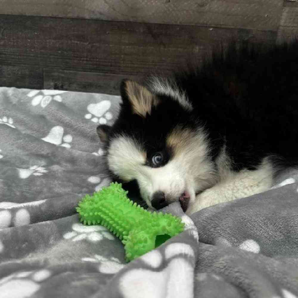 Male Pomsky Puppy for Sale in Troy, MI