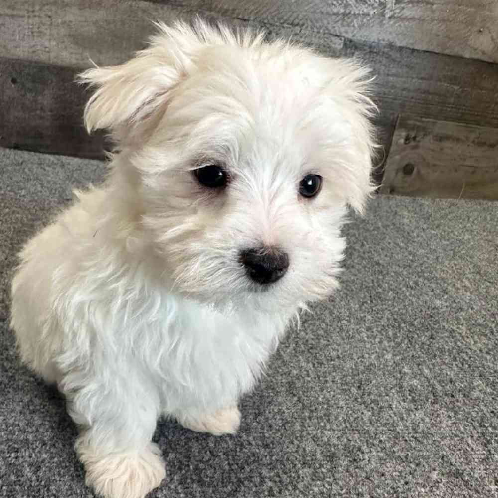 Male Maltese Puppy for Sale in Troy, MI