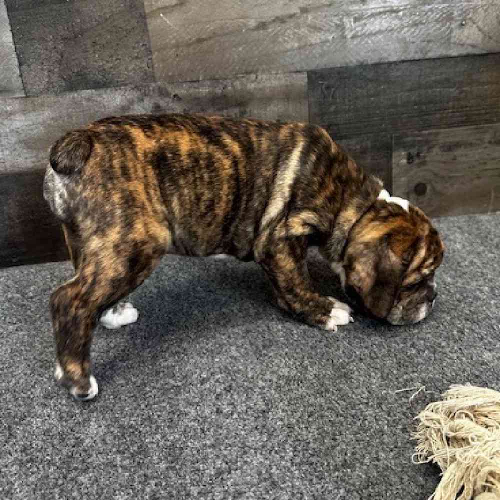 Female Bulldoggle Puppy for Sale in Troy, MI