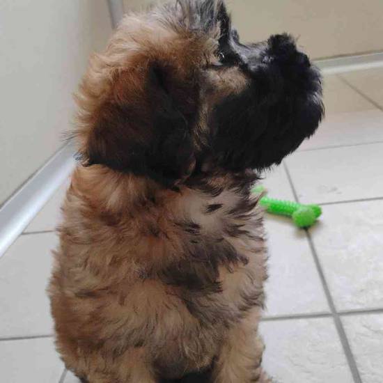 Leroy