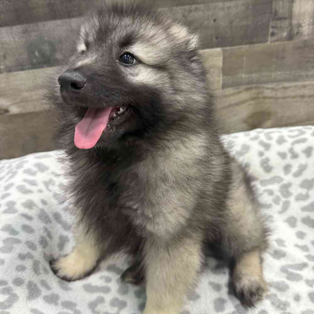 pet breed image