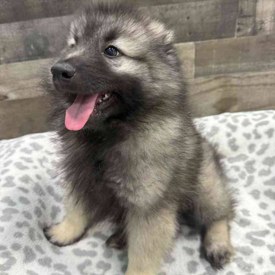 Arya