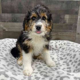 Mini Aussiedoodle