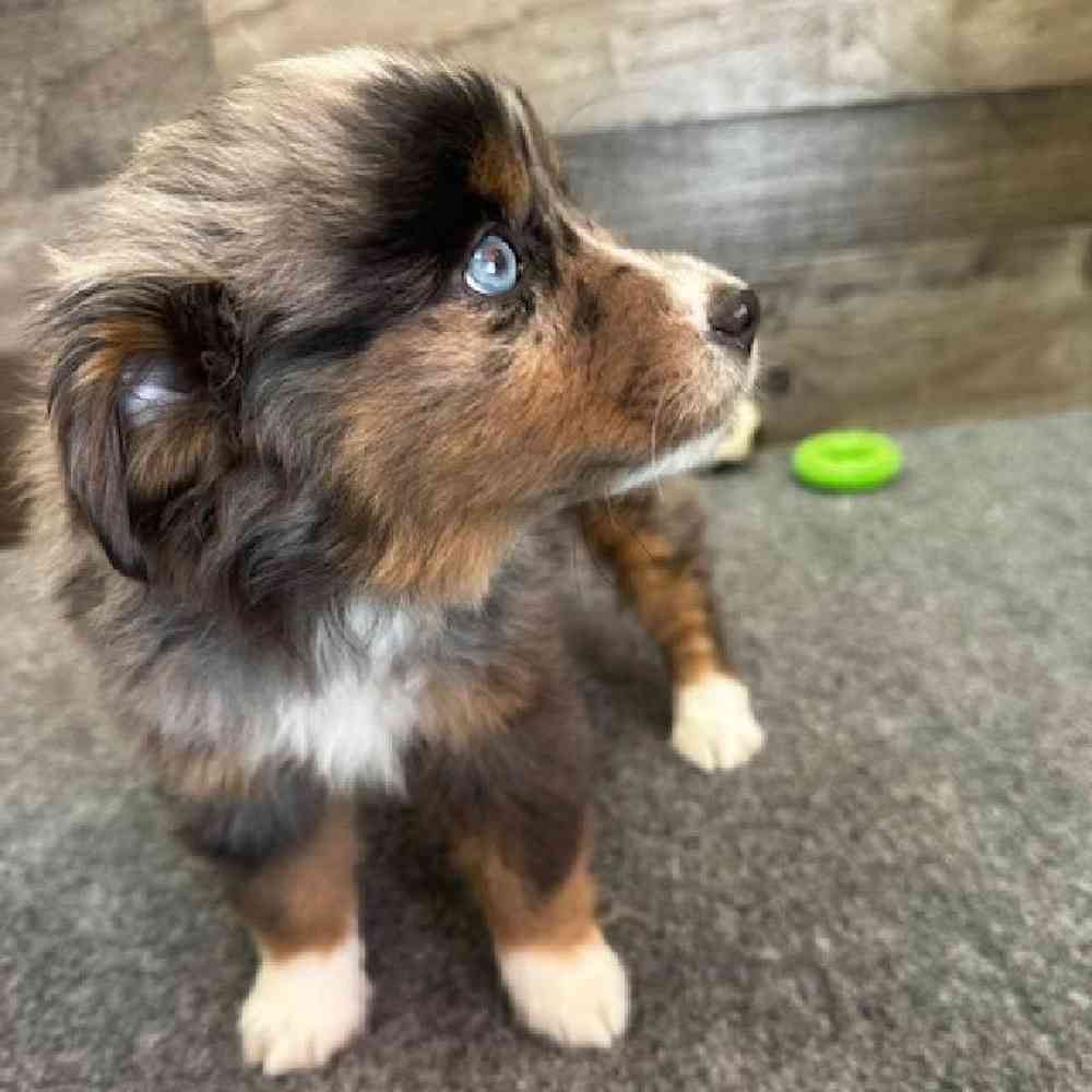 Female Mini Aussie Puppy for Sale in Troy, MI
