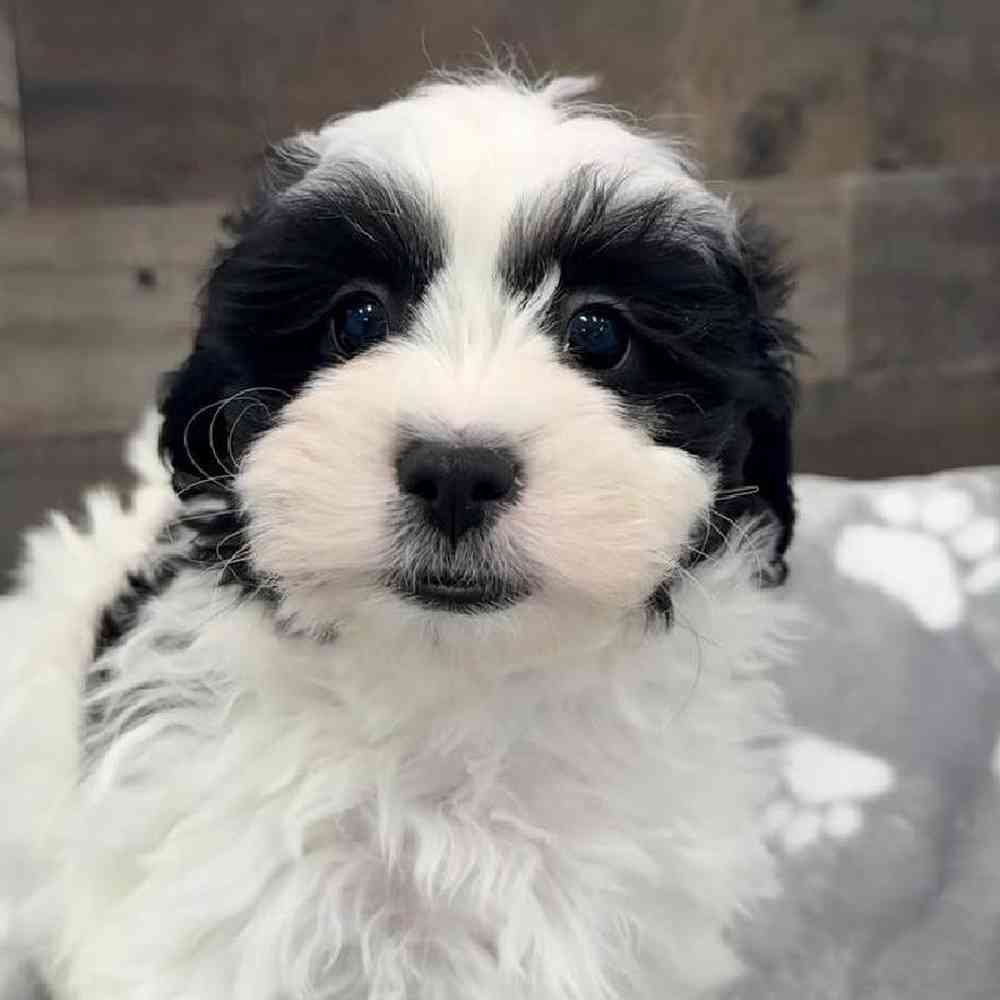 Male Shih Tzu-Bichon Puppy for Sale in Troy, MI