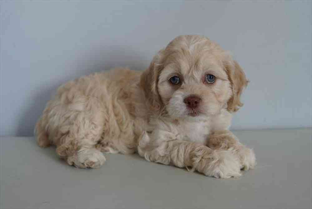 pet breed image