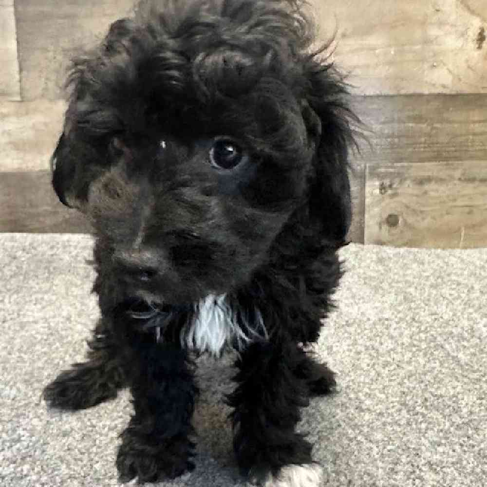 Male Mini Aussiedoodle Puppy for Sale in Troy, MI