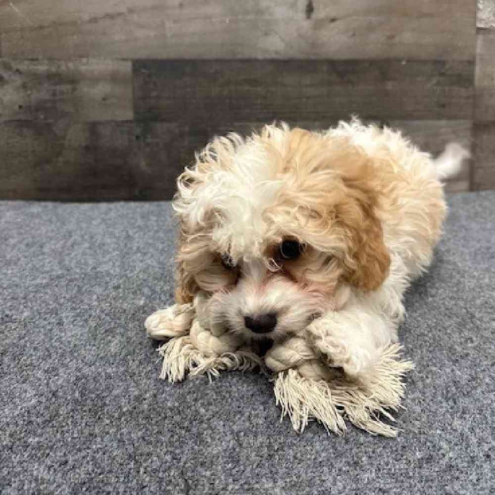 Male Cavapoo Puppy for Sale in Troy, MI