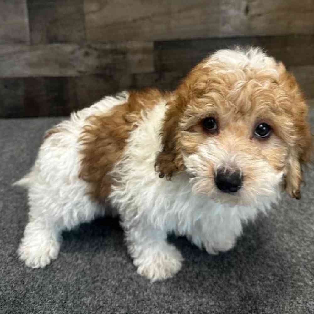 Male Yorkie-Poo Puppy for Sale in Troy, MI