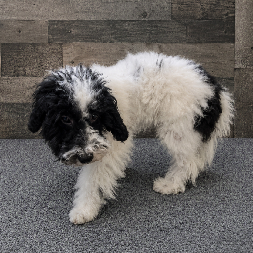 Female Mini Poodle Puppy for Sale in Troy, MI