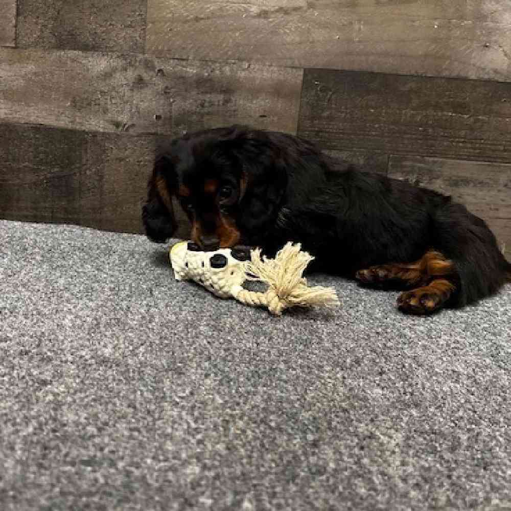 Male Dachshund Puppy for Sale in Troy, MI