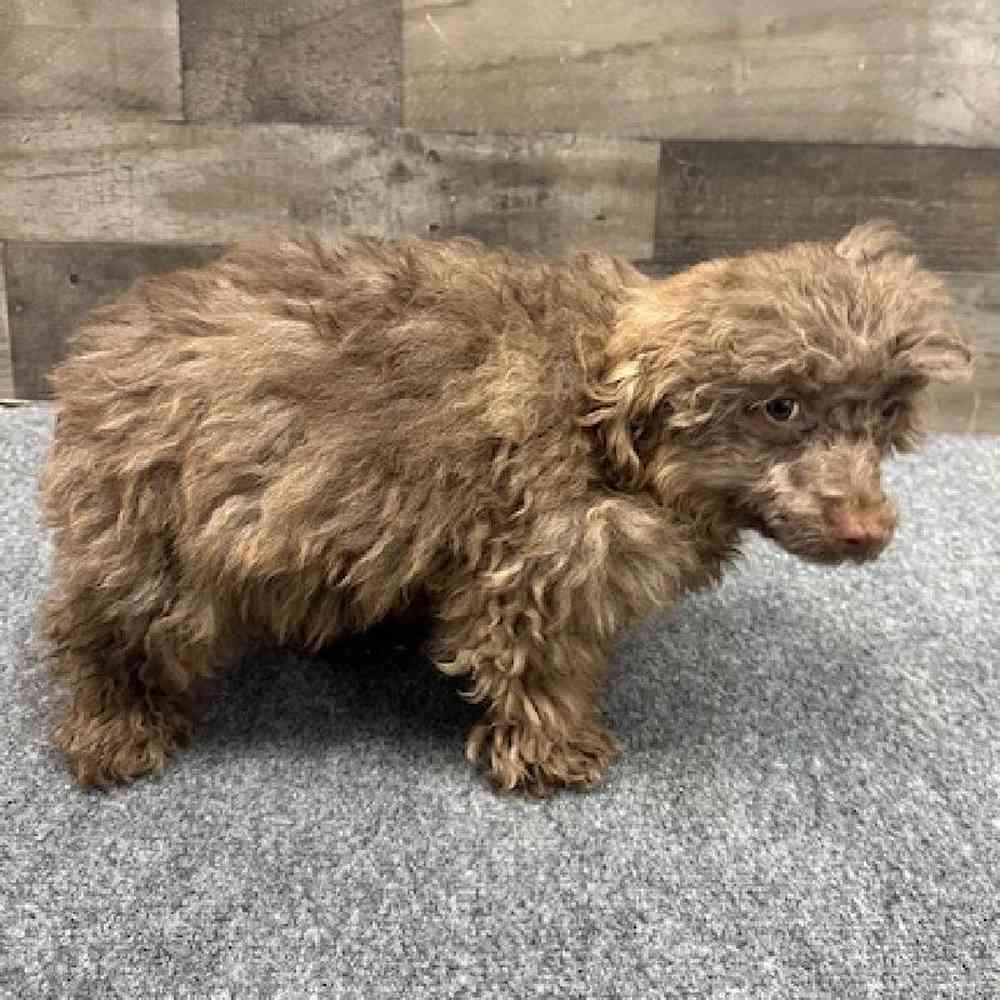 Male Poodle Toy Puppy for Sale in Troy, MI