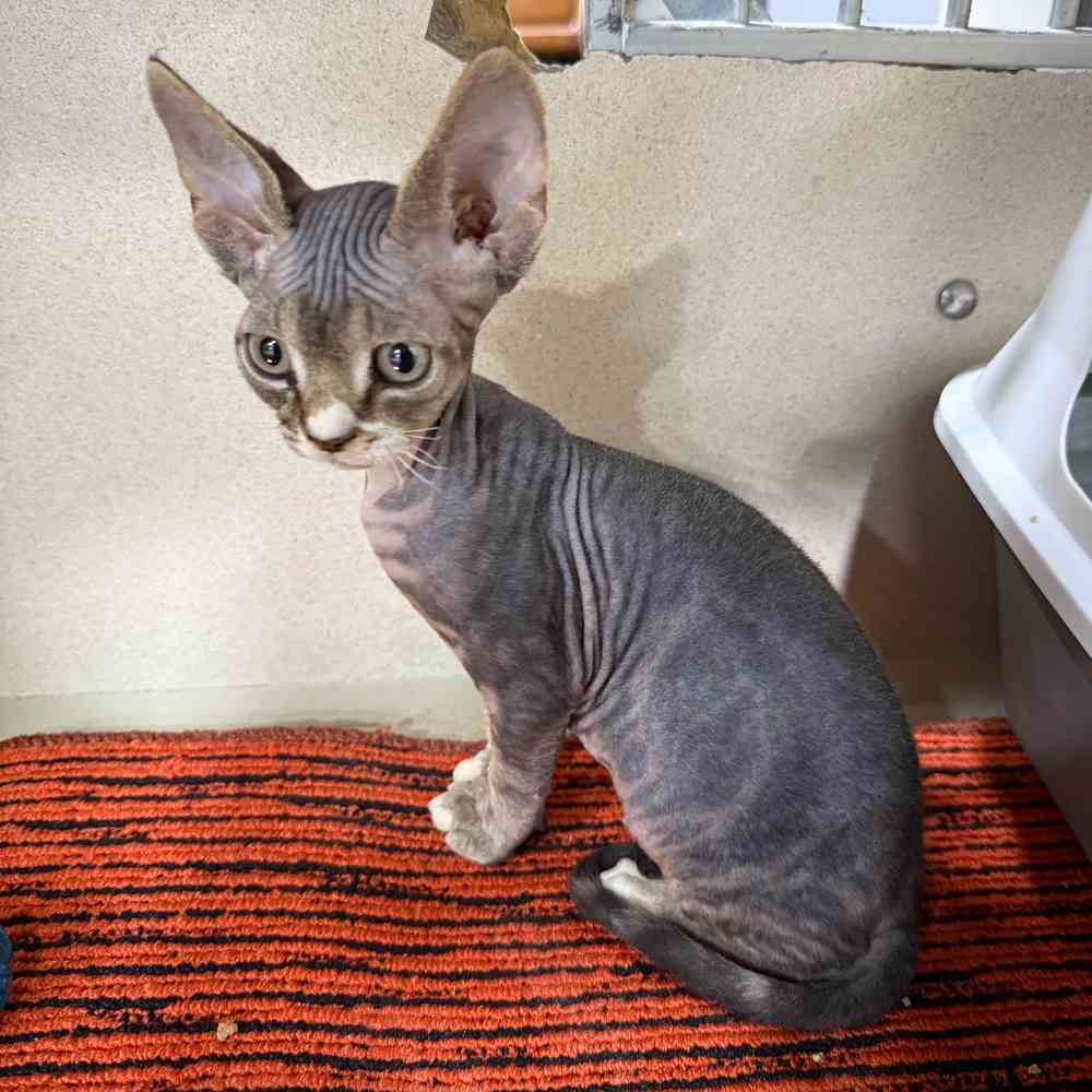 pet breed image