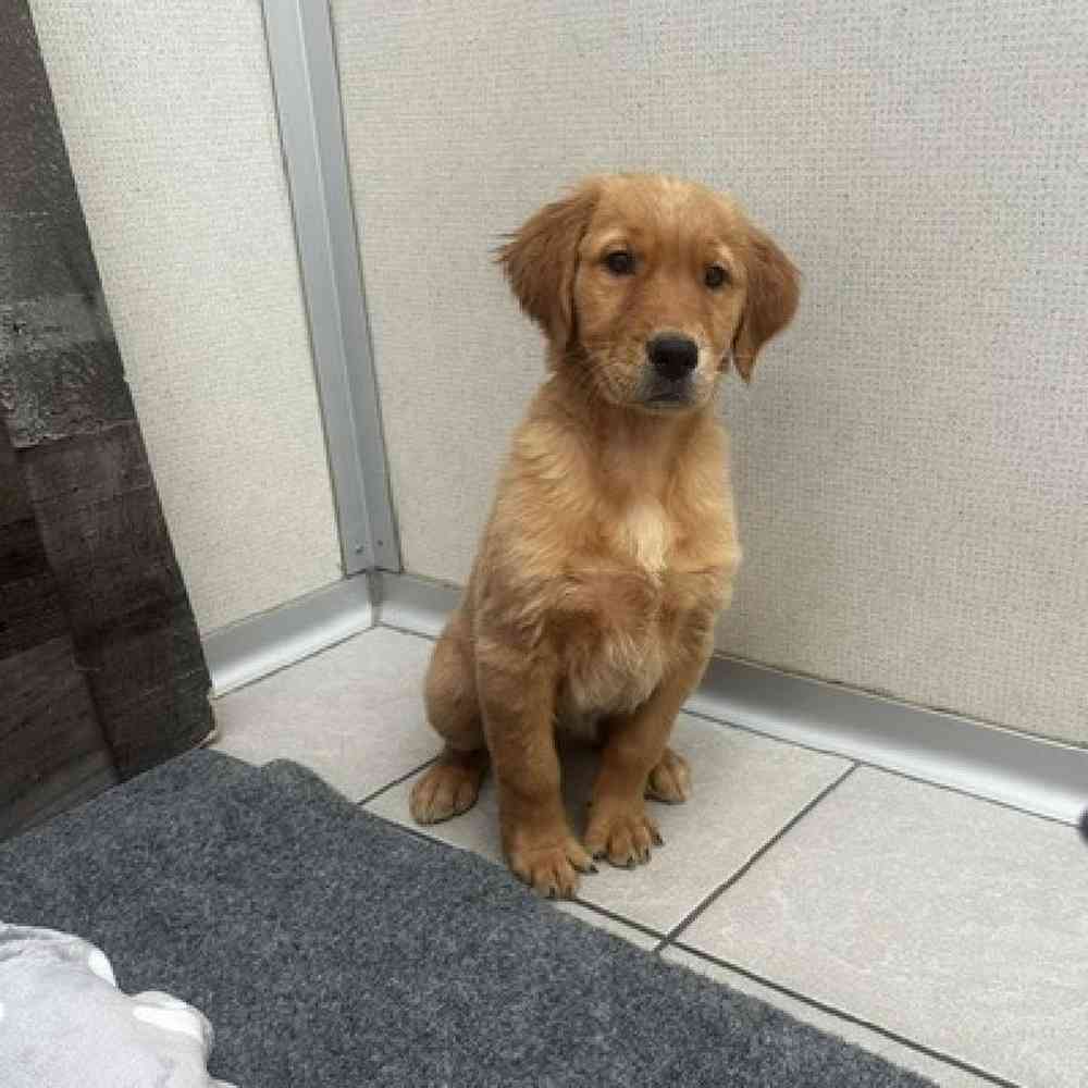 pet breed image