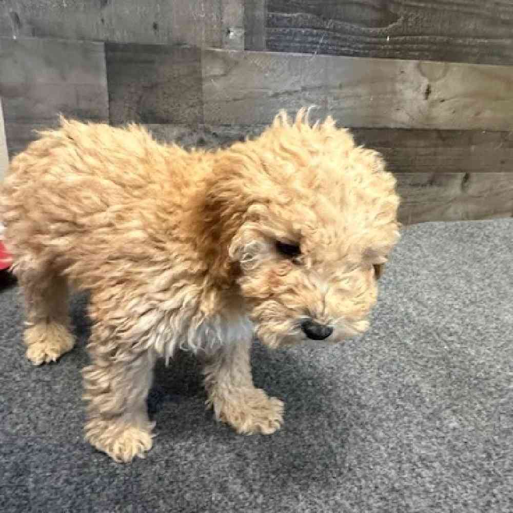 Male Mini Poodle Puppy for Sale in Novi, MI