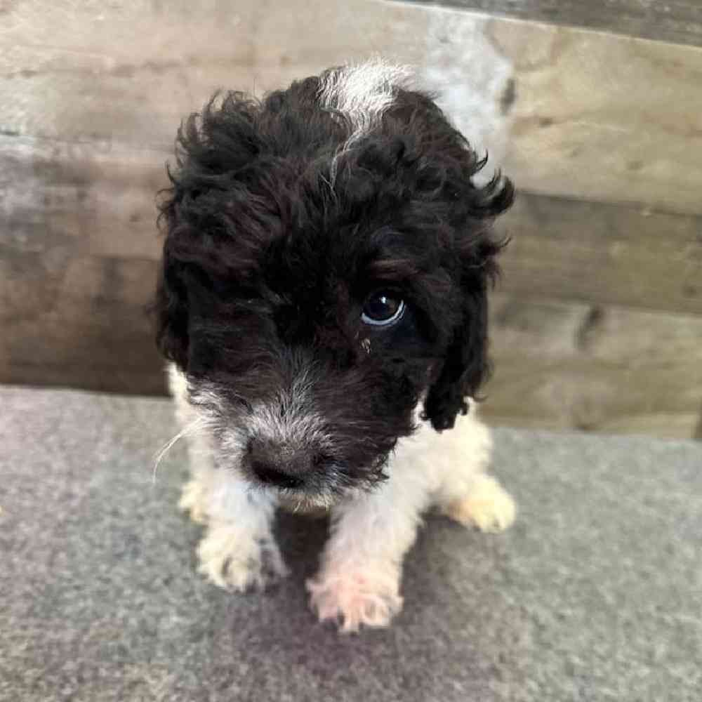 Female Aussiedoodle Puppy for Sale in Troy, MI
