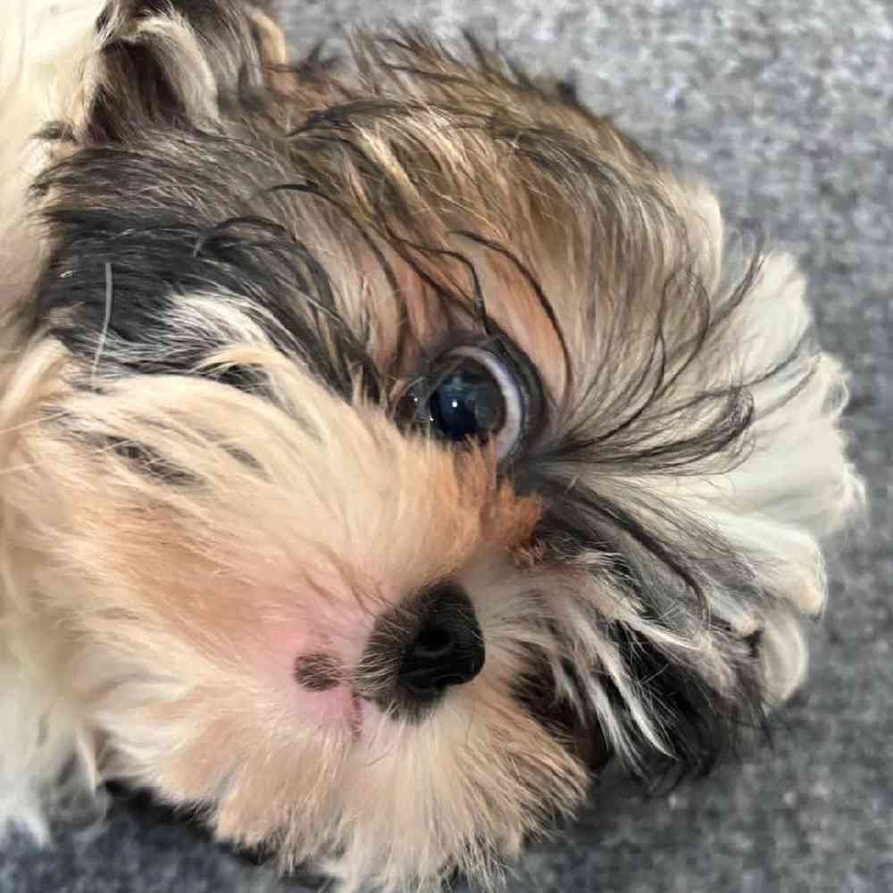 Female Shih Tzu Puppy for Sale in Troy, MI