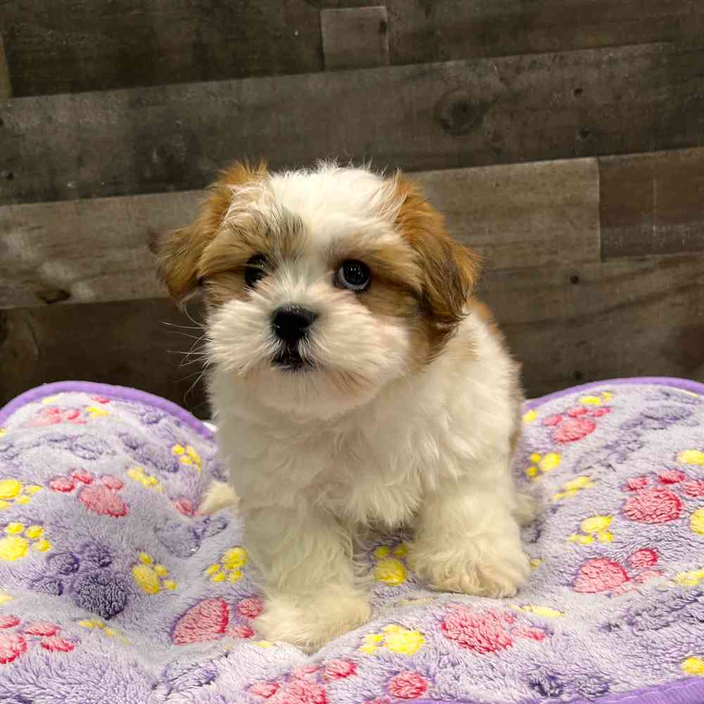 Image of a pet breed in the gallery