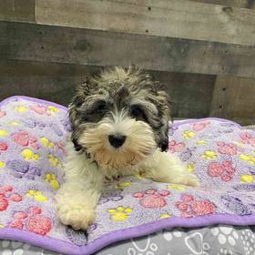 Mini Schnauzer