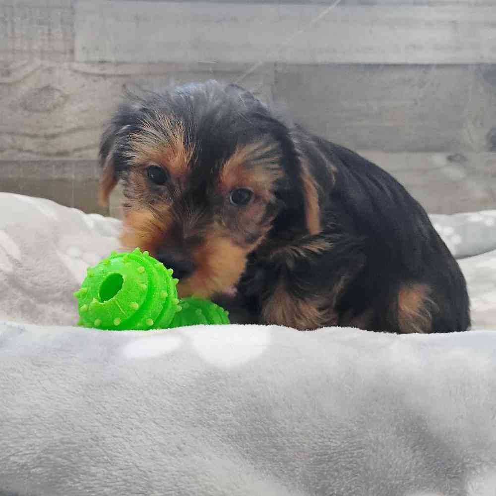 Image of a pet breed in the gallery