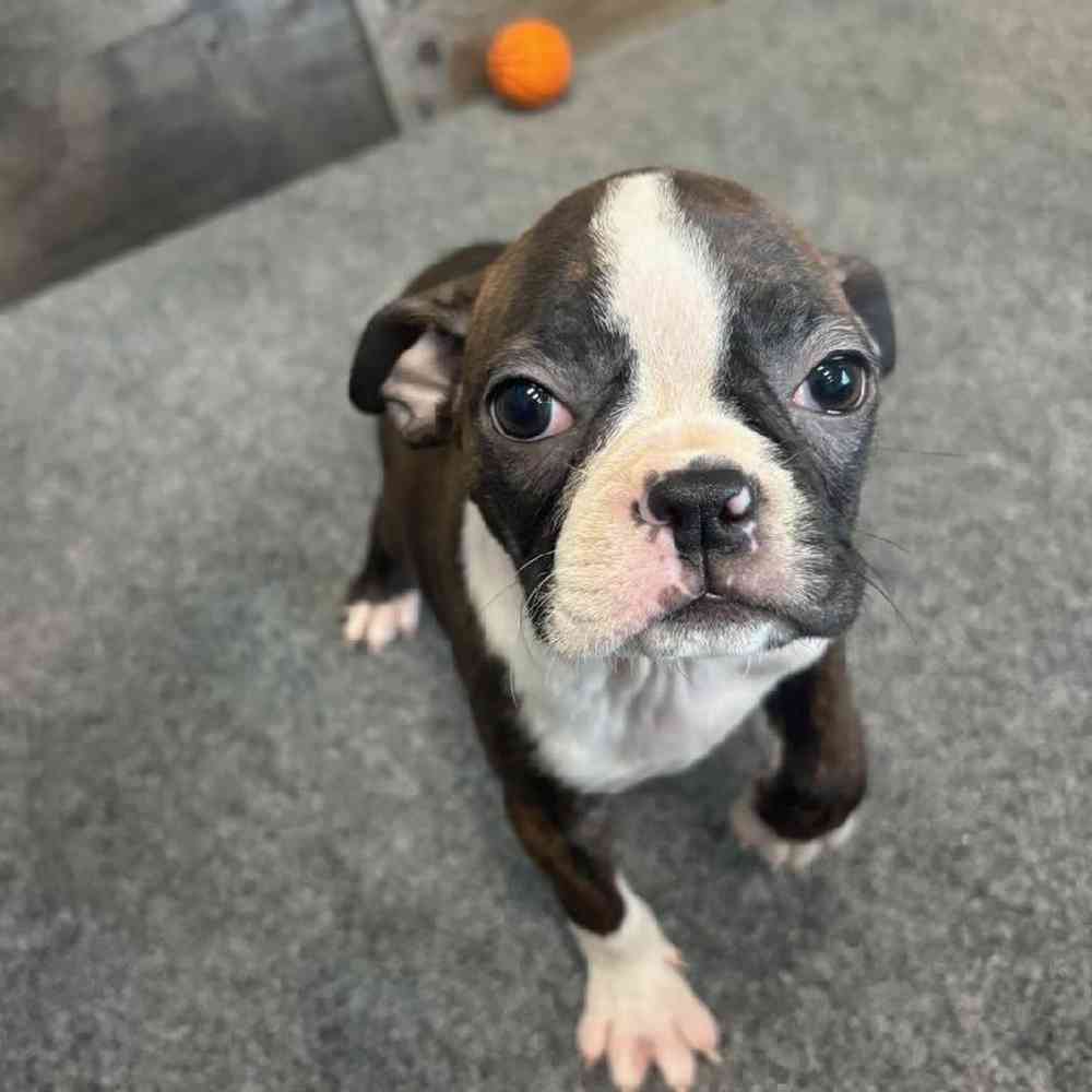 Female Boston Terrier Puppy for Sale in Troy, MI