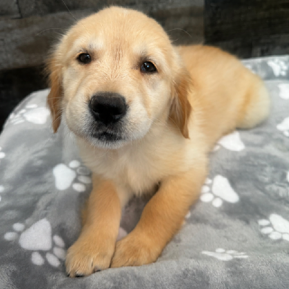 pet breed image