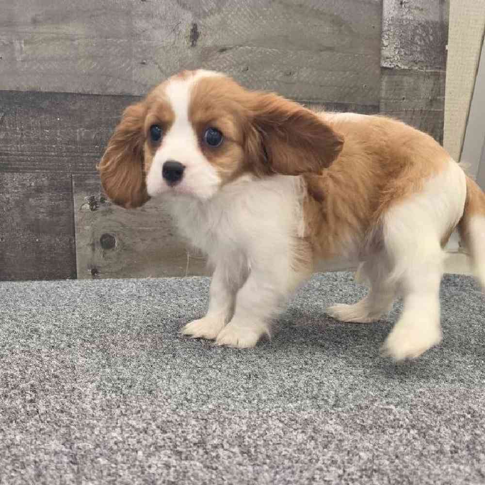 pet breed image