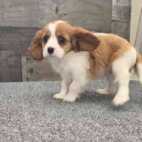 Cavalier King Charles Spaniel