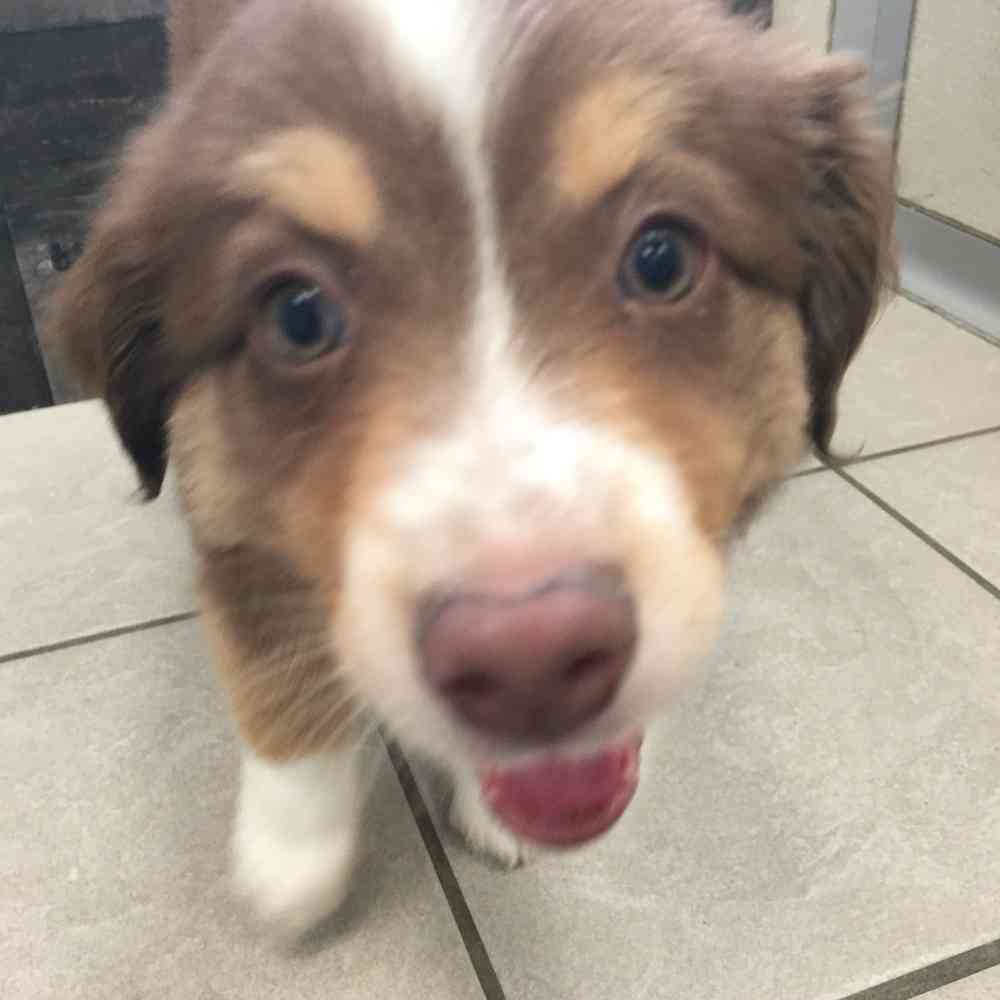 pet breed image