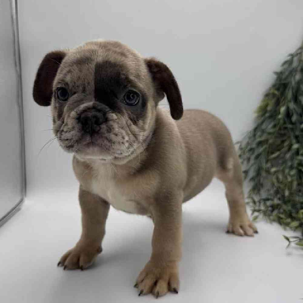 pet breed image