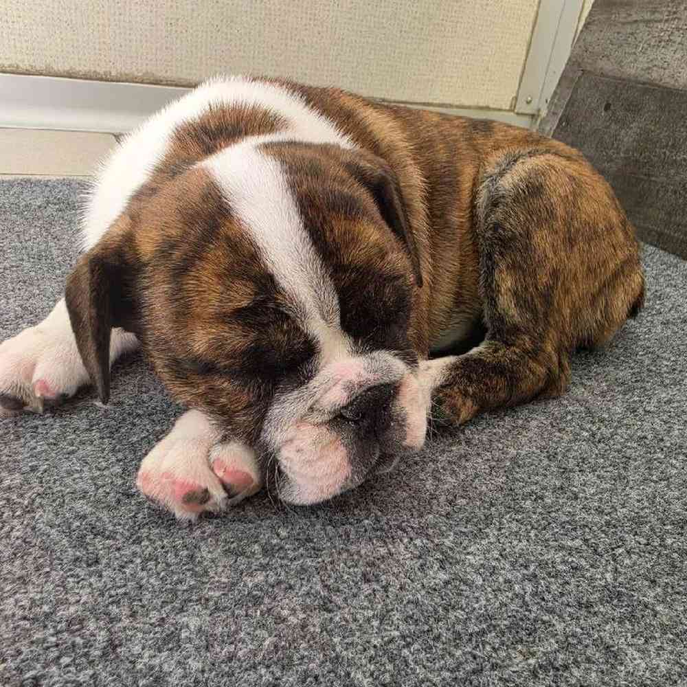 pet breed image