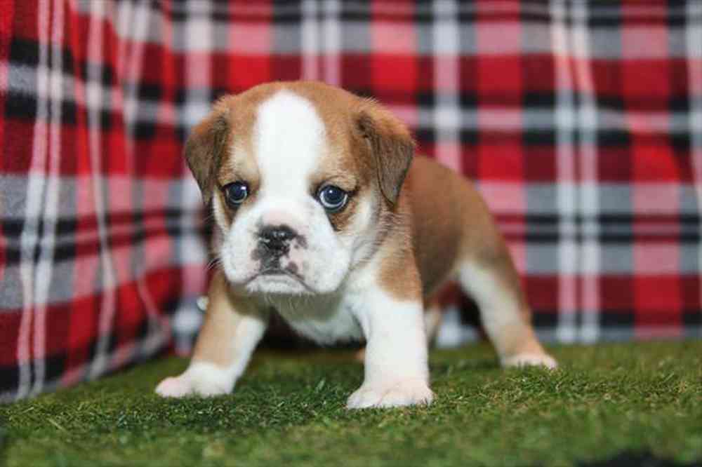 Image of a pet breed in the gallery