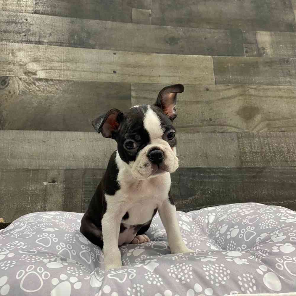 Image of a pet breed in the gallery