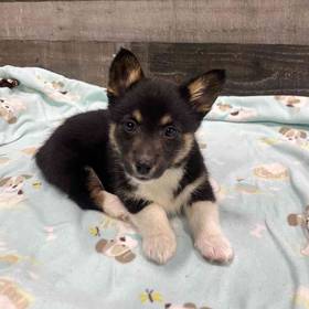 Pembroke Welsh Corgi