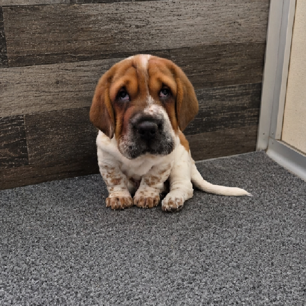 Male Walrus Puppy for Sale in Troy, MI