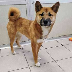 Shiba Inu