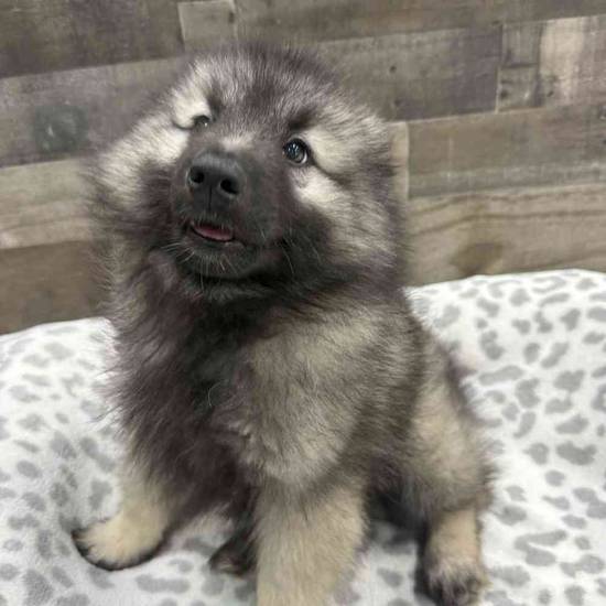 Arya