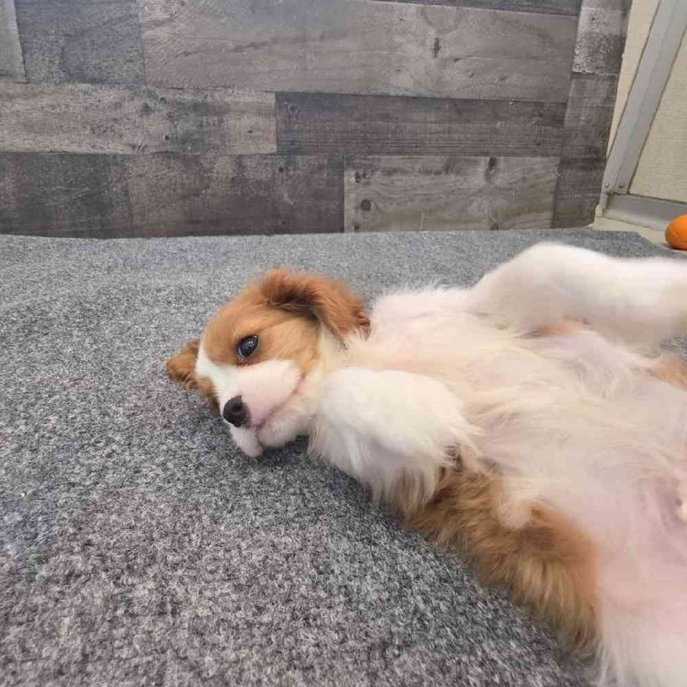 Male Cavalier King Charles Spaniel Puppy for Sale in Troy, MI