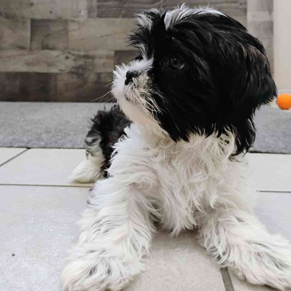 Female Shih Tzu Puppy for Sale in Troy, MI