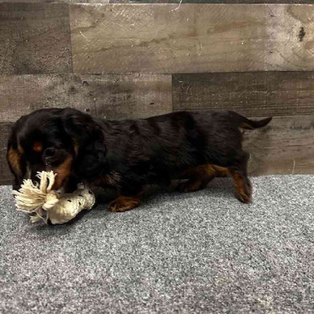 Male Dachshund Puppy for Sale in Troy, MI