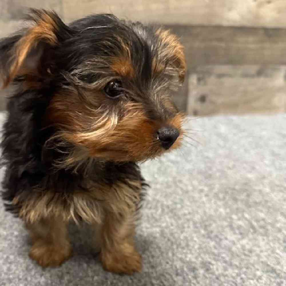Female Yorkie Puppy for Sale in Troy, MI